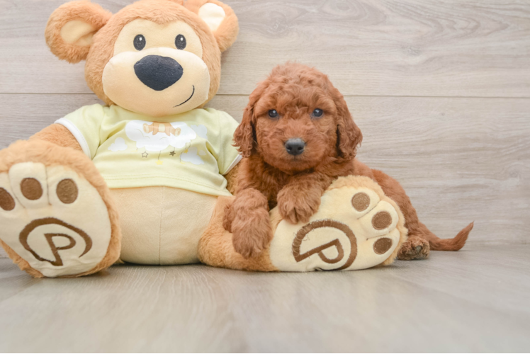 Funny Mini Goldendoodle Poodle Mix Pup