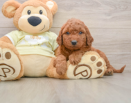 7 week old Mini Goldendoodle Puppy For Sale - Seaside Pups