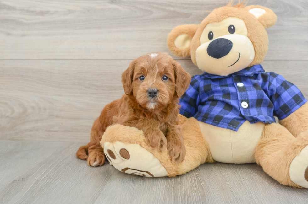5 week old Mini Goldendoodle Puppy For Sale - Seaside Pups