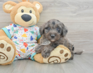 8 week old Mini Goldendoodle Puppy For Sale - Seaside Pups