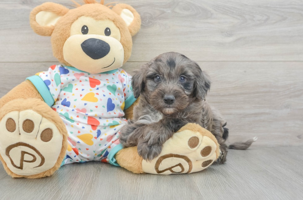 6 week old Mini Goldendoodle Puppy For Sale - Seaside Pups