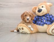 10 week old Mini Goldendoodle Puppy For Sale - Seaside Pups