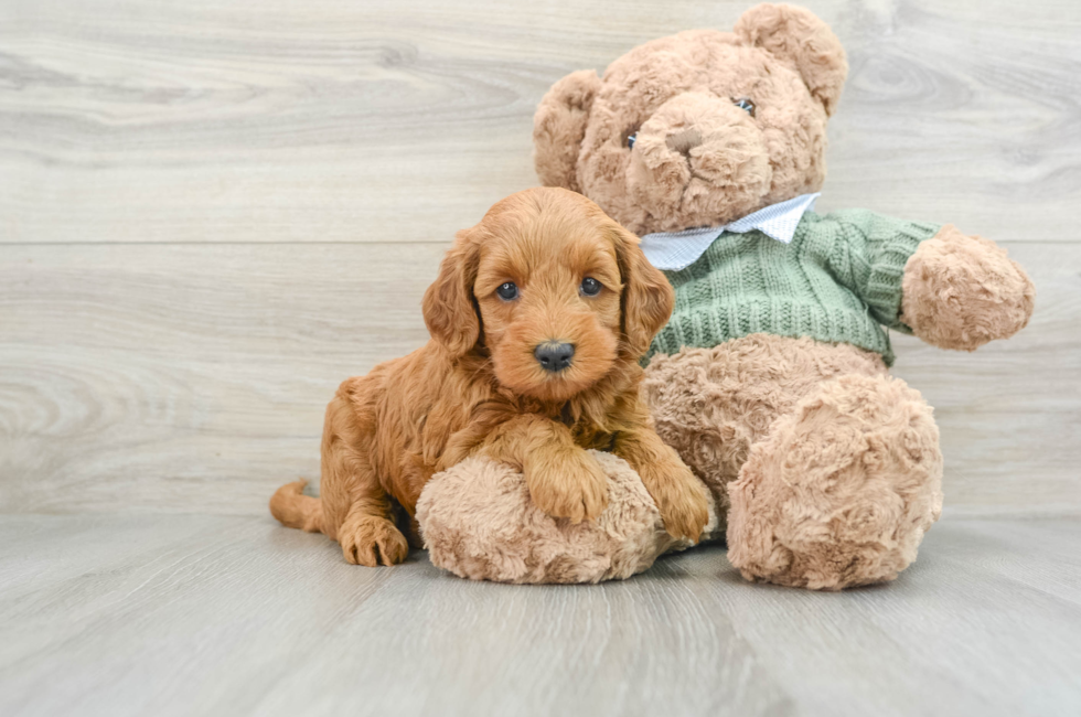 9 week old Mini Goldendoodle Puppy For Sale - Seaside Pups