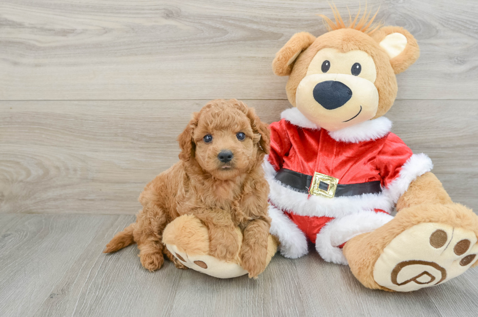 6 week old Mini Goldendoodle Puppy For Sale - Seaside Pups