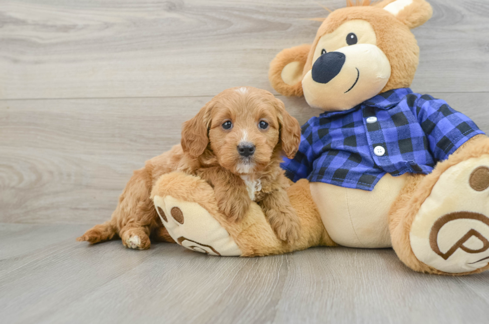 6 week old Mini Goldendoodle Puppy For Sale - Seaside Pups