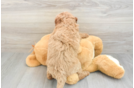 Best Mini Goldendoodle Baby