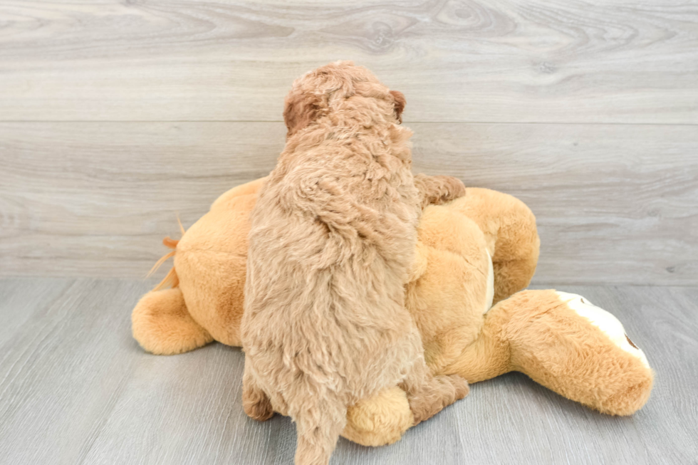Best Mini Goldendoodle Baby