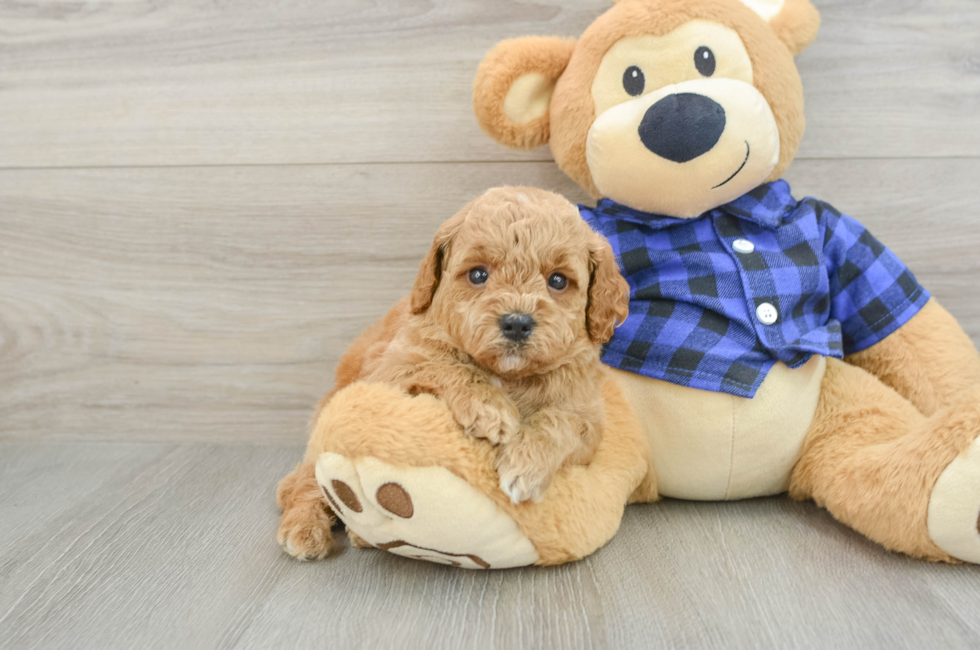 5 week old Mini Goldendoodle Puppy For Sale - Seaside Pups