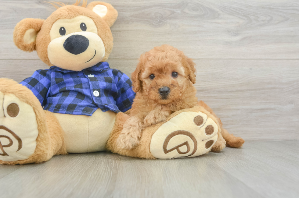 6 week old Mini Goldendoodle Puppy For Sale - Seaside Pups