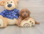7 week old Mini Goldendoodle Puppy For Sale - Seaside Pups