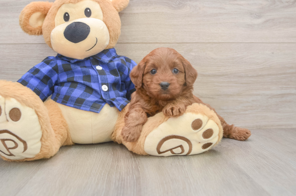 5 week old Mini Goldendoodle Puppy For Sale - Seaside Pups
