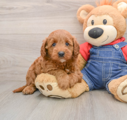 7 week old Mini Goldendoodle Puppy For Sale - Seaside Pups