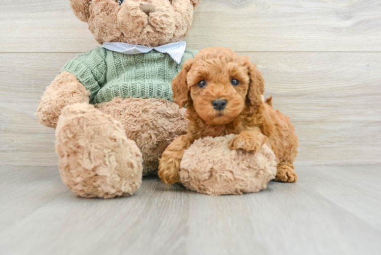 Small Mini Goldendoodle Baby