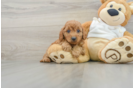 Mini Goldendoodle Pup Being Cute