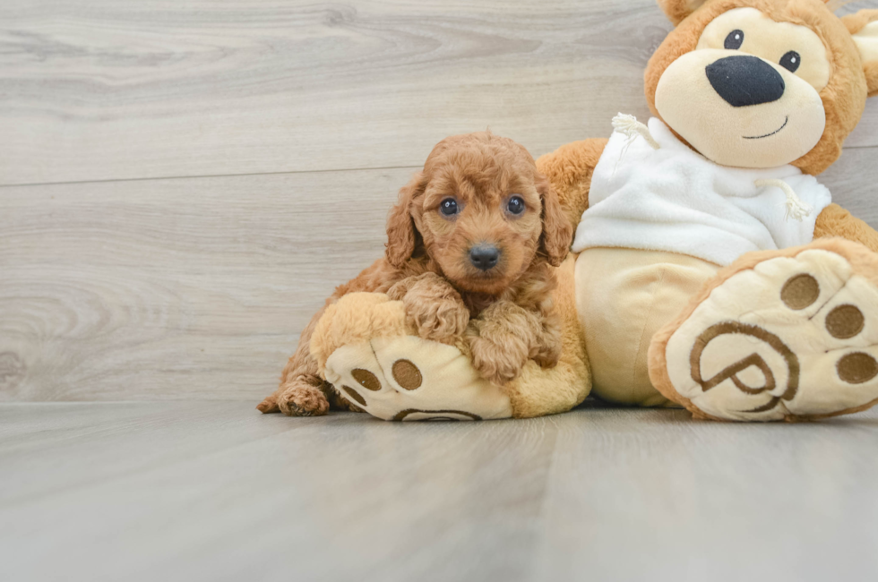 8 week old Mini Goldendoodle Puppy For Sale - Seaside Pups