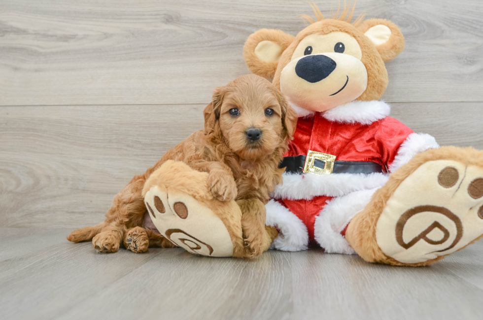 6 week old Mini Goldendoodle Puppy For Sale - Seaside Pups