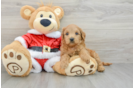 Sweet Mini Goldendoodle Baby