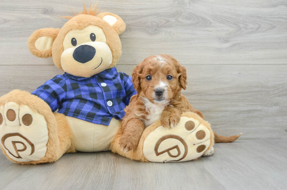 6 week old Mini Goldendoodle Puppy For Sale - Seaside Pups