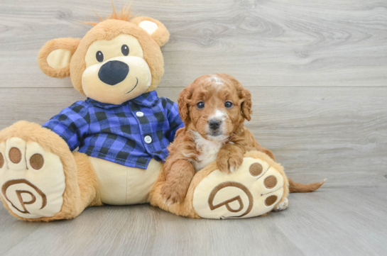 Petite Mini Goldendoodle Poodle Mix Pup