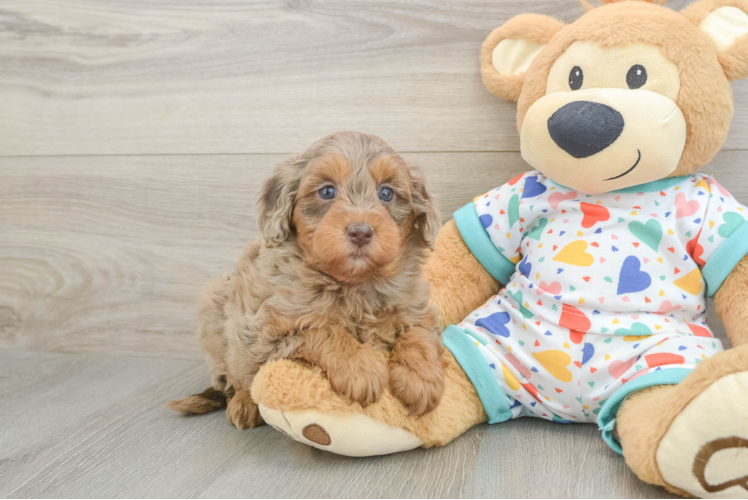 Smart Mini Goldendoodle Poodle Mix Pup