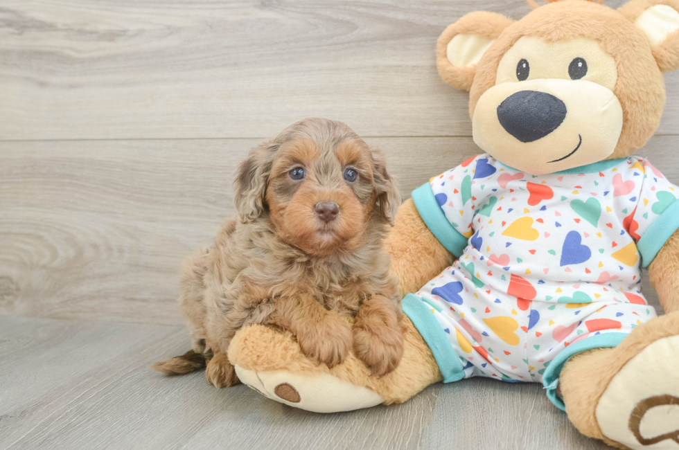 5 week old Mini Goldendoodle Puppy For Sale - Seaside Pups