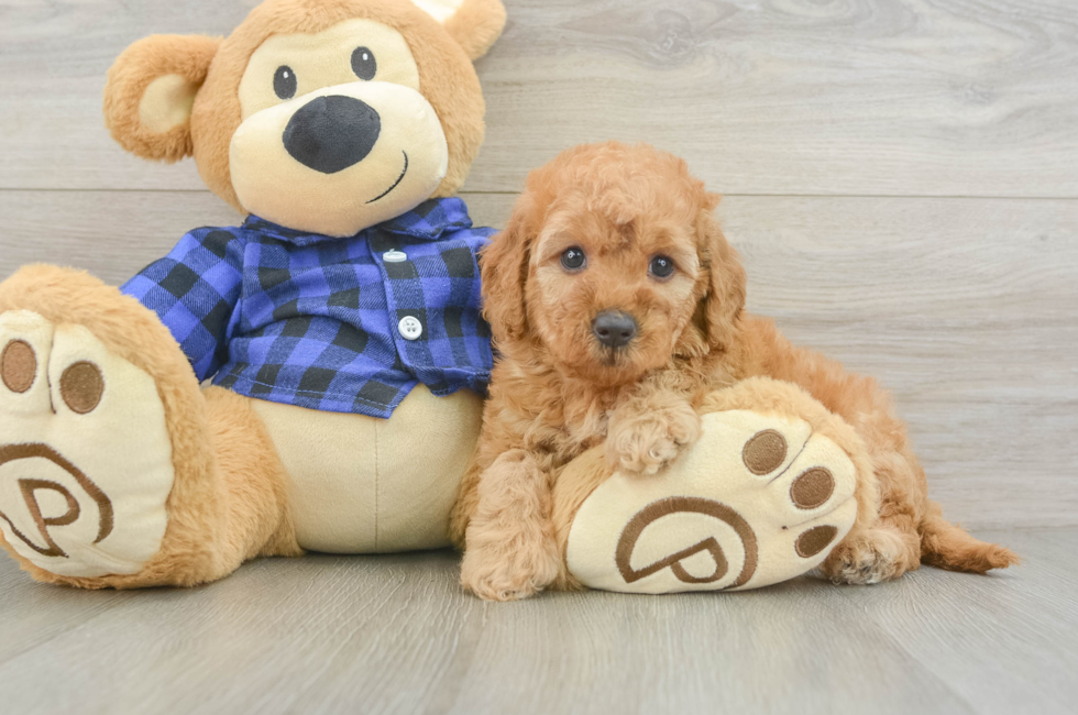 6 week old Mini Goldendoodle Puppy For Sale - Seaside Pups