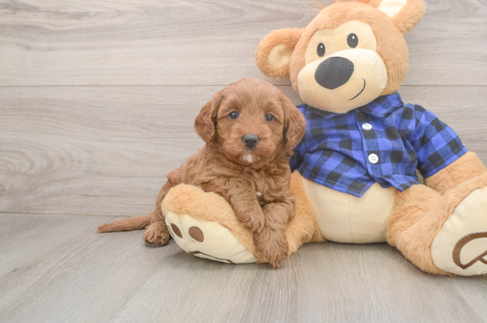5 week old Mini Goldendoodle Puppy For Sale - Seaside Pups