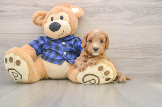 Smart Mini Goldendoodle Poodle Mix Pup