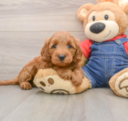 7 week old Mini Goldendoodle Puppy For Sale - Seaside Pups