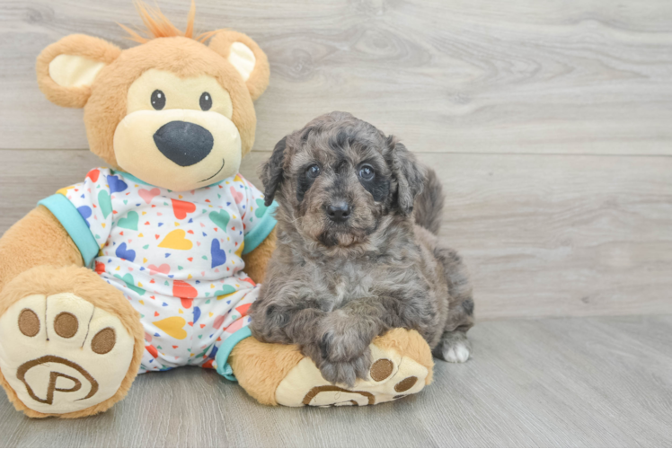 Sweet Mini Goldendoodle Baby
