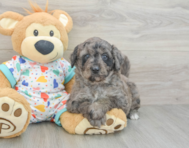 8 week old Mini Goldendoodle Puppy For Sale - Seaside Pups