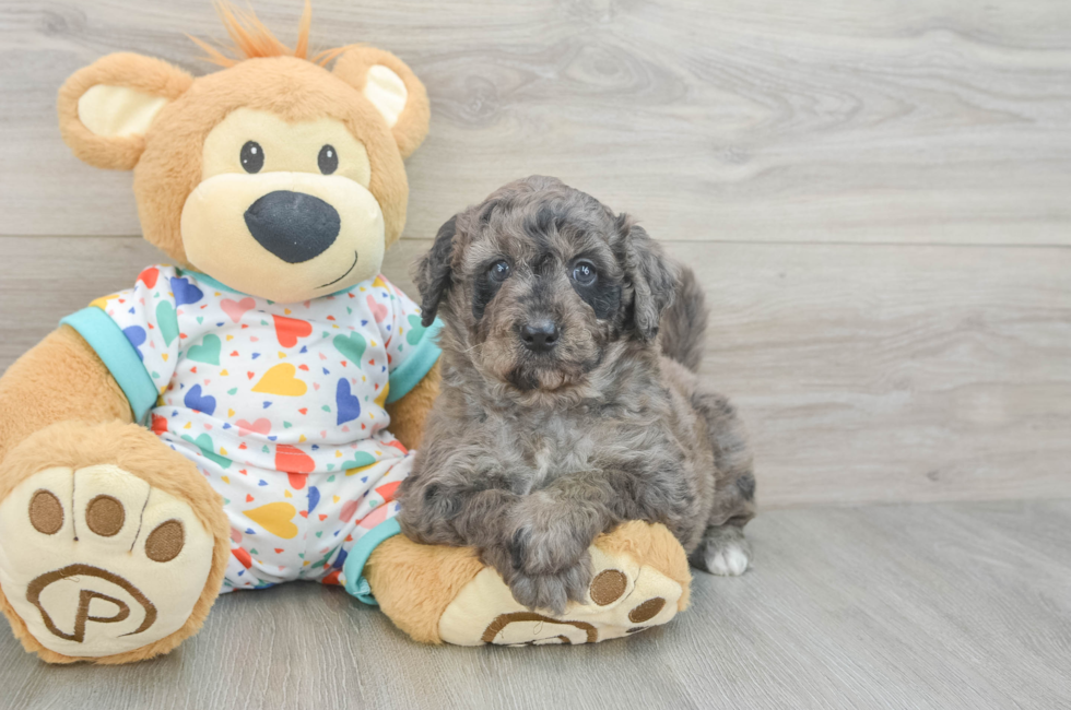 6 week old Mini Goldendoodle Puppy For Sale - Seaside Pups