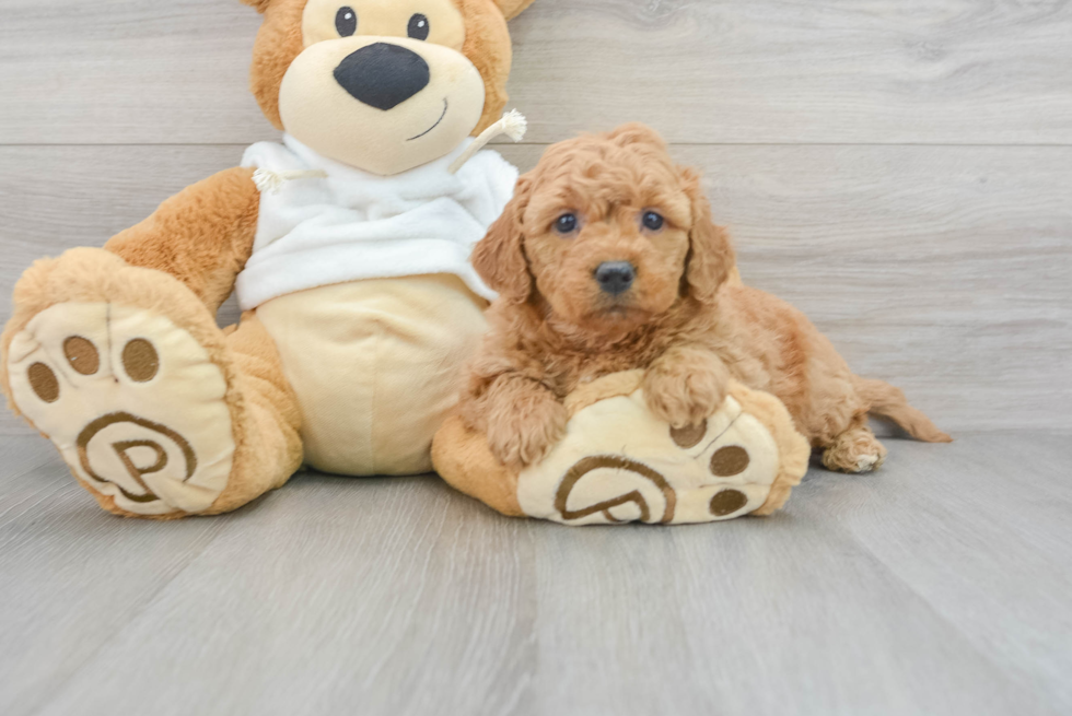 Sweet Mini Goldendoodle Baby