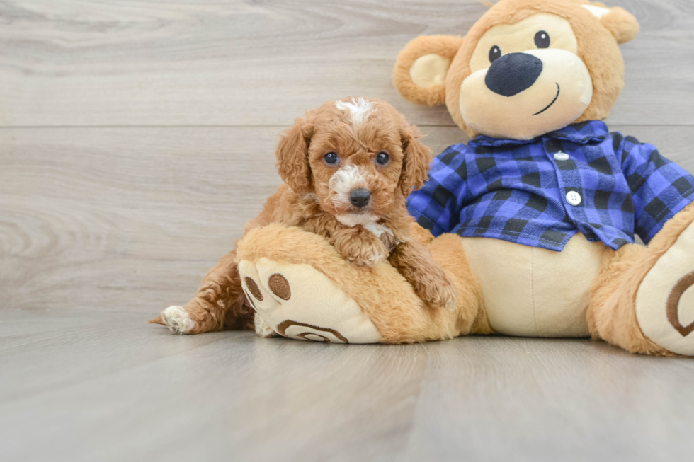 Mini Goldendoodle Puppy for Adoption