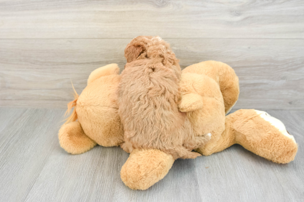 Best Mini Goldendoodle Baby