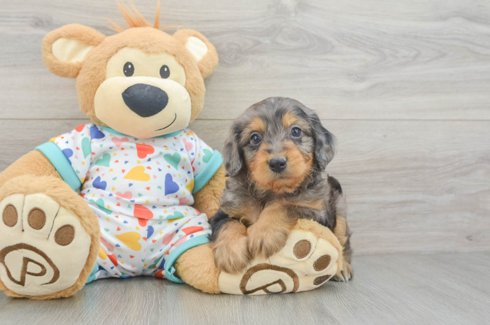 5 week old Mini Goldendoodle Puppy For Sale - Seaside Pups