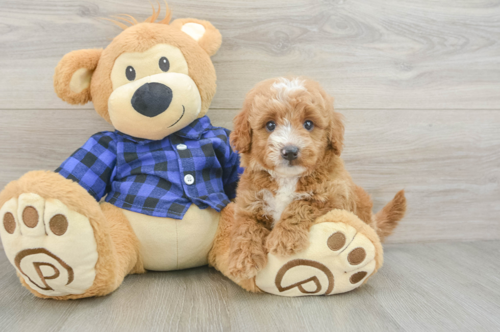 6 week old Mini Goldendoodle Puppy For Sale - Seaside Pups