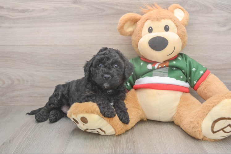 Petite Mini Goldendoodle Poodle Mix Pup