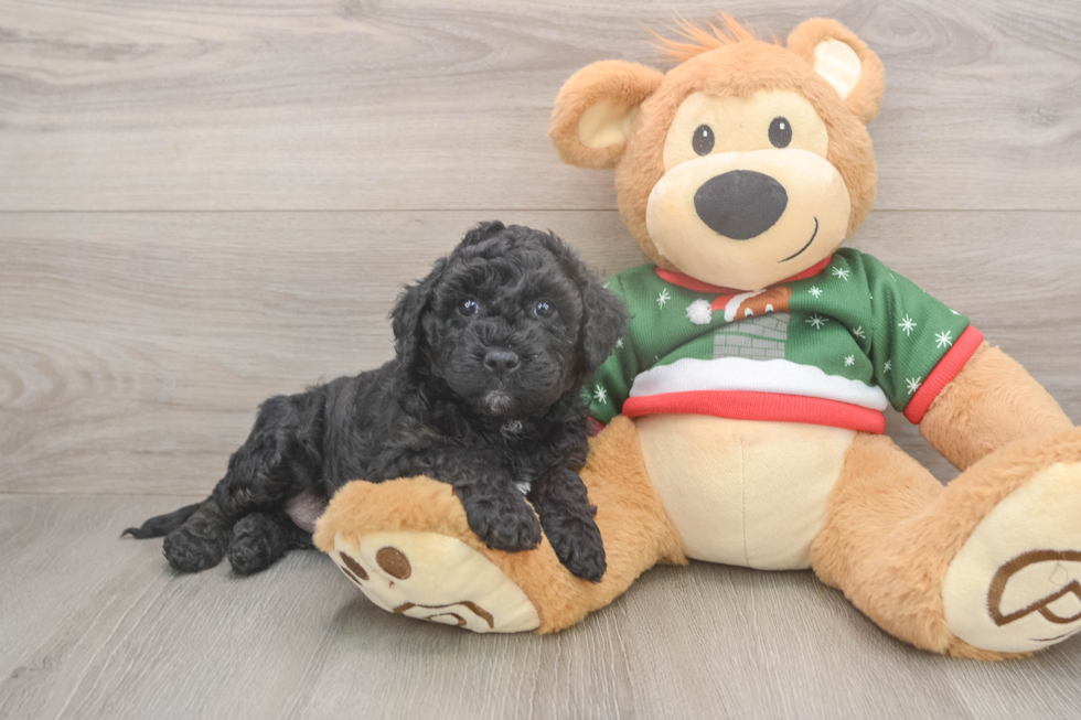 Petite Mini Goldendoodle Poodle Mix Pup