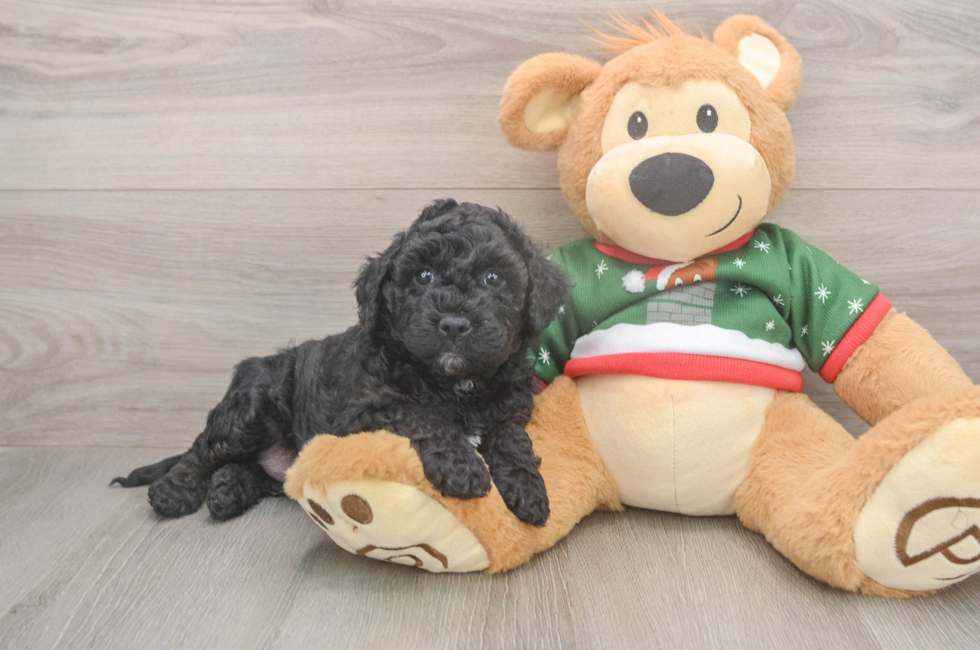 5 week old Mini Goldendoodle Puppy For Sale - Seaside Pups