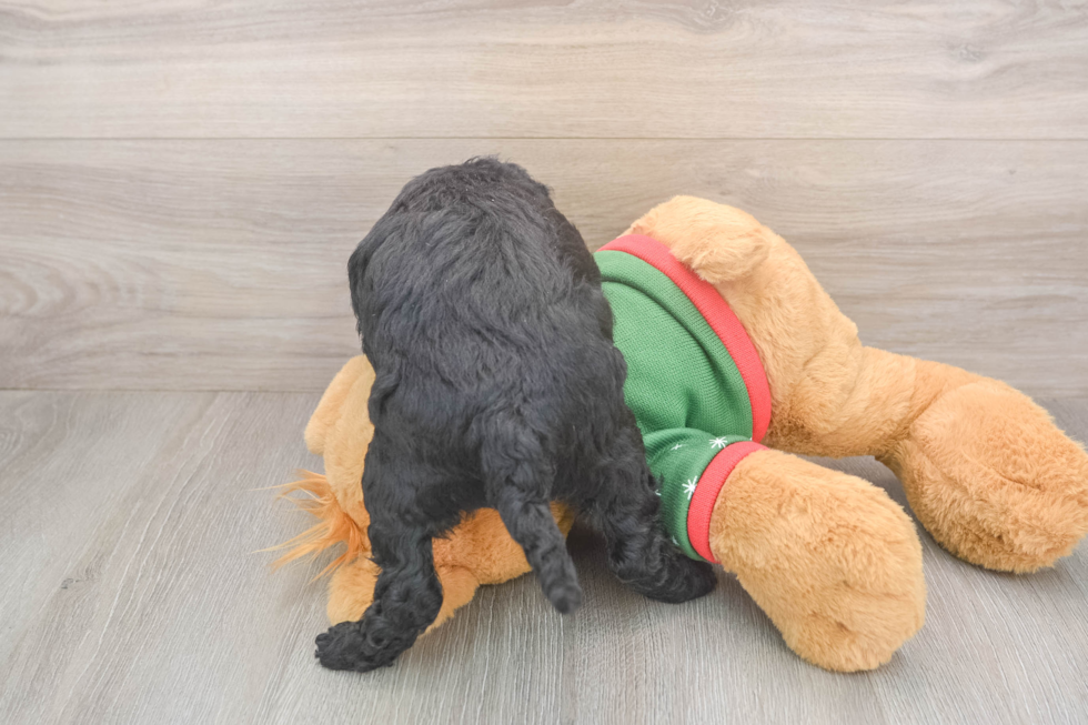 Best Mini Goldendoodle Baby