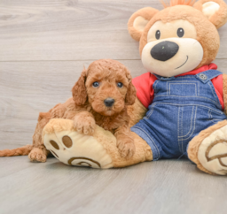 8 week old Mini Goldendoodle Puppy For Sale - Seaside Pups
