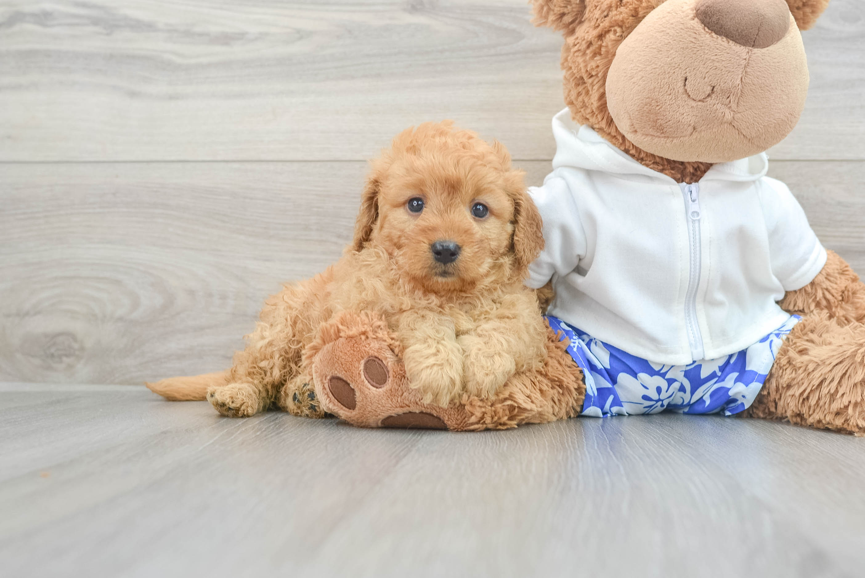 Mini Goldendoodle Puppy for Adoption