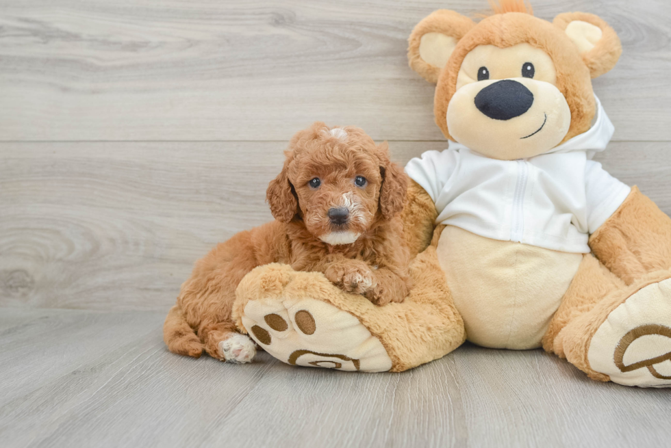 Mini Goldendoodle Pup Being Cute