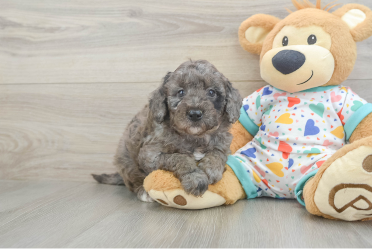 Mini Goldendoodle Puppy for Adoption