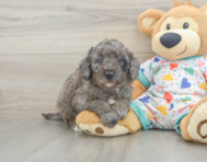 8 week old Mini Goldendoodle Puppy For Sale - Seaside Pups