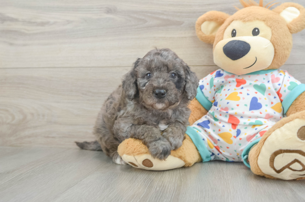 6 week old Mini Goldendoodle Puppy For Sale - Seaside Pups