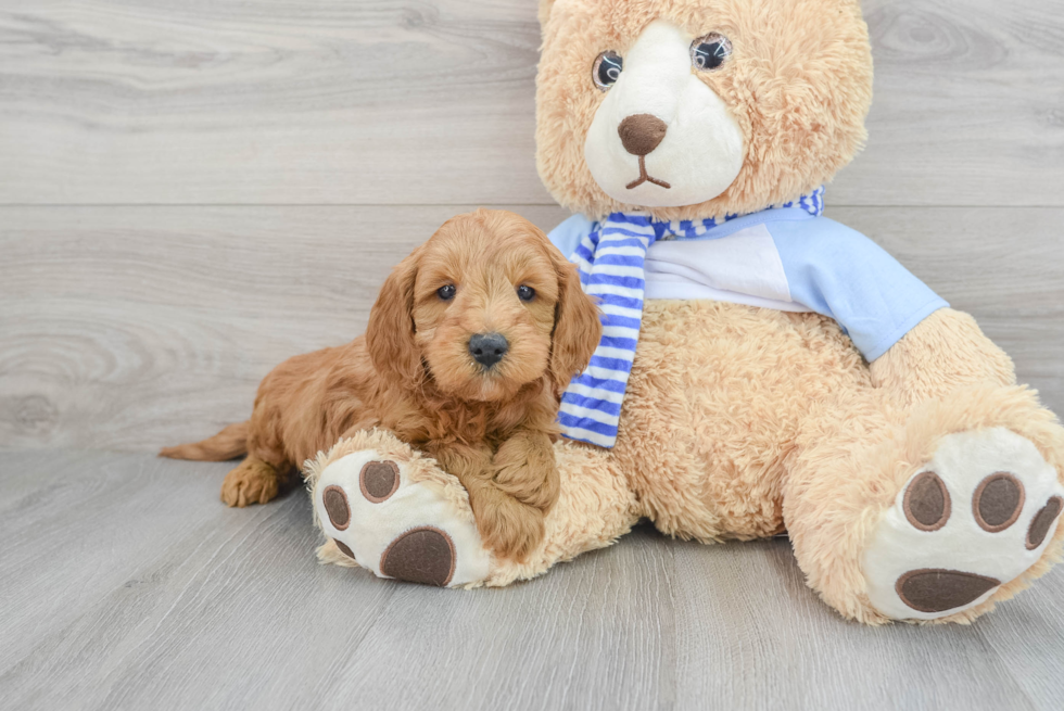 Cute Mini Goldendoodle Baby