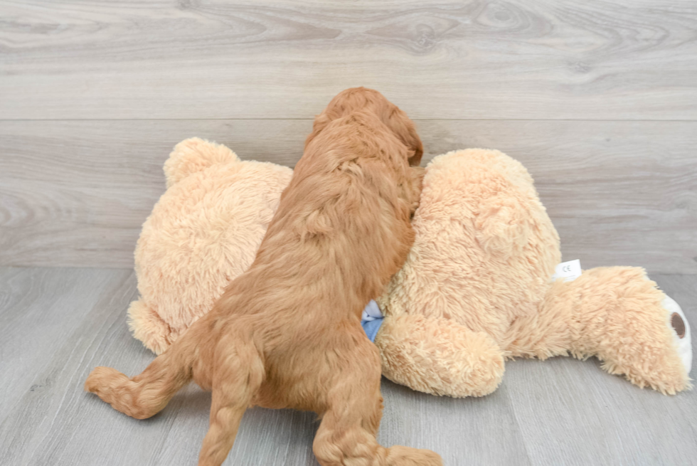 Mini Goldendoodle Puppy for Adoption