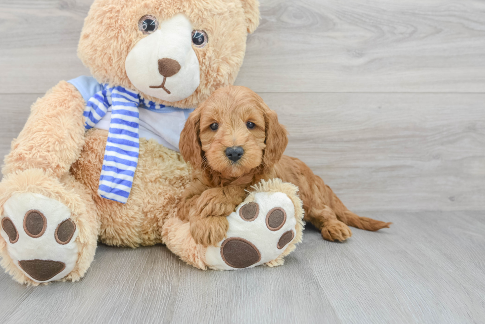 Little Golden Retriever Poodle Mix Puppy